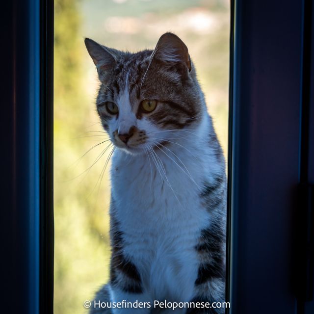 Somewhere in Mani, Messinia, Peloponnese: "Time spent with cats is never wasted." - Ernest Hemingway